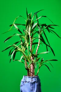 Surreal fashion photography featuring a tropical plant growing from denim shorts, green background, by Tokyo photographer JG Brasseur.